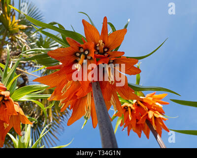 Kaiserkrone Fritillaria imperialis wächst im Frühjahr Grenze Stockfoto