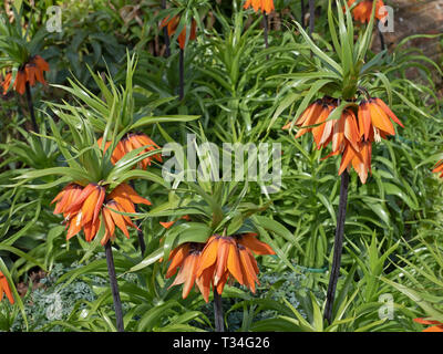 Kaiserkrone Fritillaria imperialis wächst im Frühjahr Grenze Stockfoto