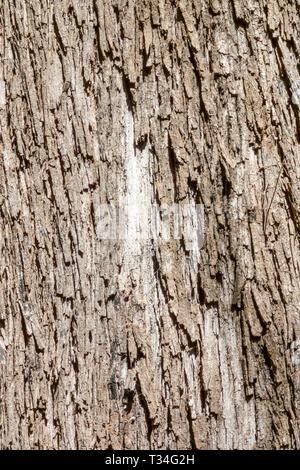 Fluss She-Oak, Casuarina cunninghamiana, Baumrinde Textur, Baumstamm Stockfoto