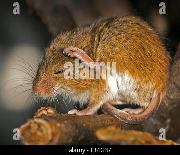 Bis zu Scratch - eine Ernte Maus kümmert sich um die Krätze - mögliche Verwendung für juckende Kopfhaut Behandlungen oder Flohmarkt Pulver Werbung. Stockfoto