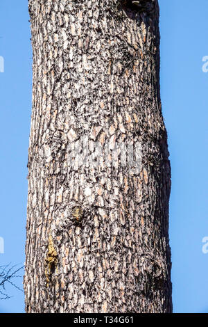 Kalabrischen Kiefern, Pinus brutia, Baumrinde Textur, Baumstamm Stockfoto