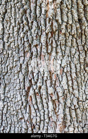 Live Oak, Quercus virginiana, Baumrinde Textur, Baumstamm Stockfoto