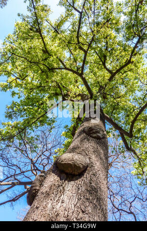 Baumrindenstruktur, Ansicht des Baumstamms von unten in die Baumkrone Stockfoto