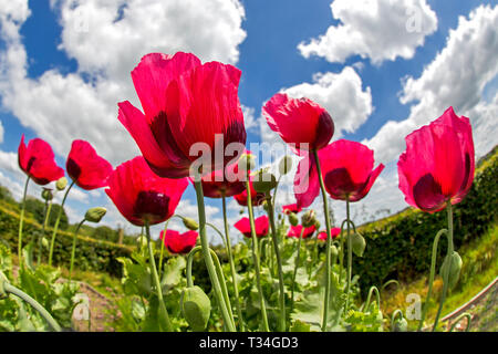Ein niedriges Weitwinkelbild einer Gruppe roter Gartenmohn vor blauem Himmel und Wolken bei schönem Wetter, das einen perfekten Sommertag in Großbritannien darstellt. Stockfoto
