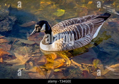 Kanadas Gans gleitet durch sonnendurchflutetes, kristallklares Wasser, Herbstblätter verstreut über das Seebett. Stockfoto