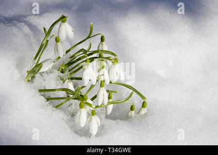 Früh blühende Schneeglöckchen im Schnee. Gattung Phlox aus den griechischen Wörtern Milch Blume. Stockfoto