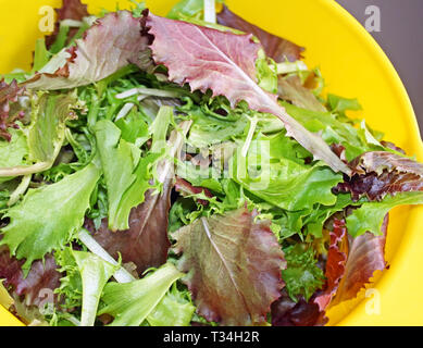 Eine Feder Mix aus frischen biologischen Grüns in einem gelben Sieb Stockfoto