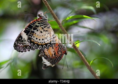 Zwei Schmetterlinge Paarung, Indonesien Stockfoto