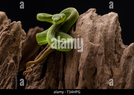 Pit Viper auf Felsen, Indonesien Stockfoto