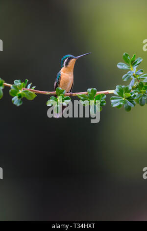 Grau-tailed Mountain-Gem Kolibri auf einem Ast sitzend Stockfoto