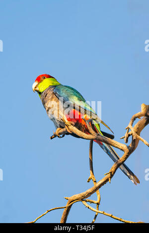 Red-capped Papagei (Purpureicephalus spurius) auf einem Zweig, Western Australia, Australien Stockfoto