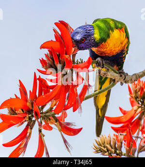 Rainbow Lorikeet (Trichoglossus haematodus) Fütterung auf die Blumen einer Korallenbaum (Erythrina sykesii), Perth, Western Australia, Australien Stockfoto