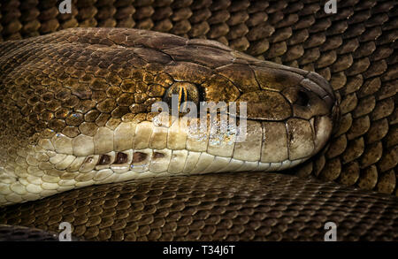 Clos von einer Olive python Kopf, Western Australia, Australien Stockfoto