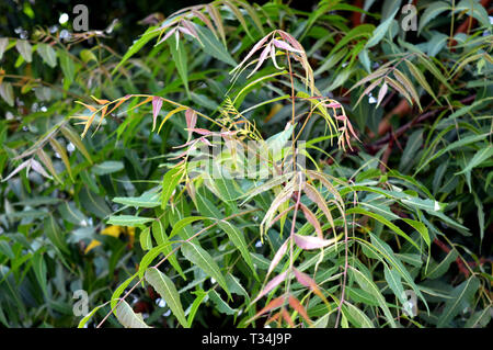 Schöne Neem Early Leafs, hellrot und grün Melange, Dieser Baum, der wissenschaftlich als Azadirachta indica Ast von neem Baumblättern bekannt ist. Stockfoto