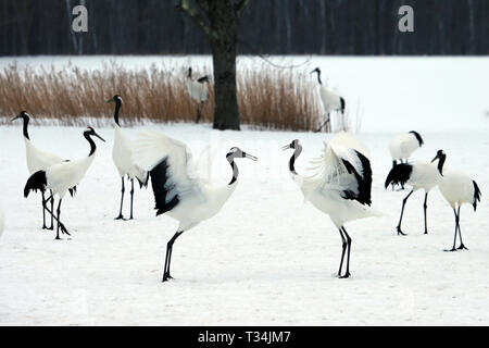 Herde von rot-gekrönten Krane, Kushiro, Hokkaido, Japan Stockfoto