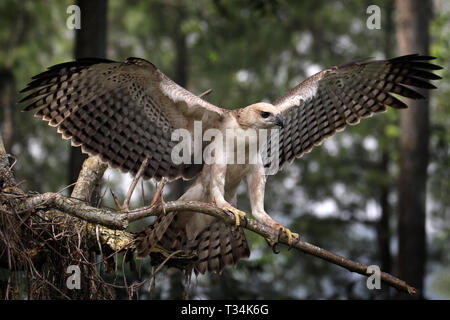 Adler Landung auf einem Zweig, Indonesien Stockfoto