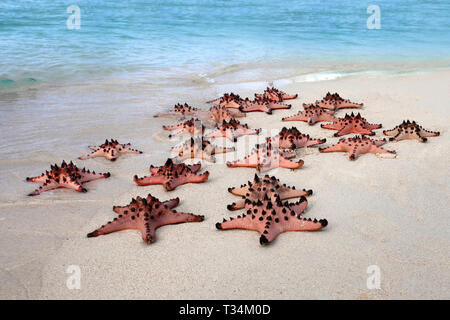 Konstellation von Starfish am Strand, Belitung, Indonesien Stockfoto