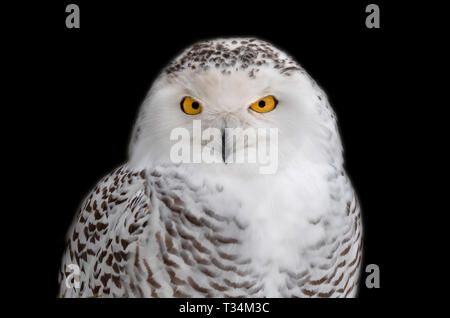 Porträt einer Schneeeule, British Columbia, Kanada Stockfoto