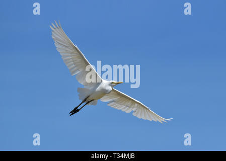 Storch im Flug, Indonesien Stockfoto