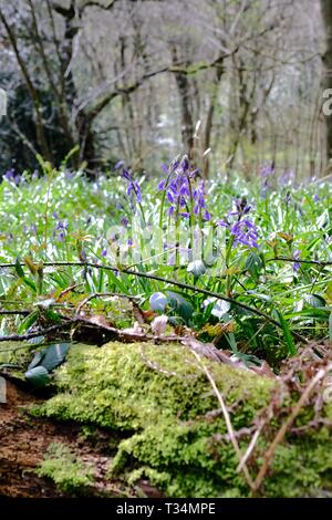 Skipton, Großbritannien. 6. April 2019. UK Wetter. Die Frühlingssonne die Glockenblumen im Ilkley von Middleton Woods. Die beste Zeit für Bluebells ist Norm Stockfoto