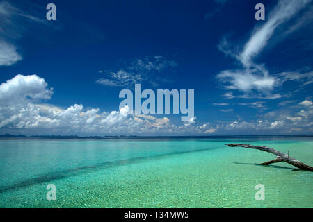 Treibholz im flachen Wasser am Strand, Raja Ampat, Papua West Papua, Indonesien Stockfoto