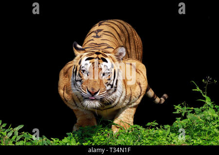 Ein Sumatra-tiger bereit zu stürzen, Indonesien Stockfoto
