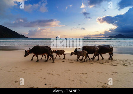 Herde Büffel entlang Selong Belanak Strand, Lombok, West Nusa Tenggara, Indonesien Stockfoto
