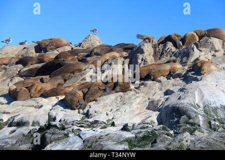 Eine Kolonie von Southern Sea Lions (Otaria flavescens), Tierra del Fuego Inseln, Argentinien Stockfoto