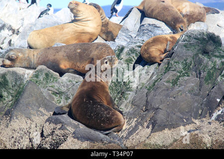 Gruppe von Southern Sea Lions (Otaria flavescens) liegen auf Felsen, Tierra del Fuego Inseln, Argentinien Stockfoto