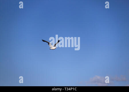 Ein Kelp Möwe (Larus dominicanus) im Flug, Feuerland, Argentinien Stockfoto