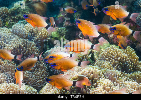 Ring-tailed cardinalfish (Apogon aureus). Bali, Indonesien. Stockfoto