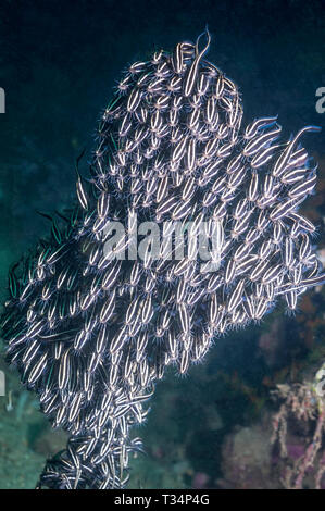 Gesäumt von Wels [Plutosus lineatus] in dichten Schule. Papua Neu Guinea. Indo-West Pazifik. Stockfoto