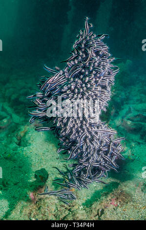 Gesäumt von Wels [Plutosus lineatus] in dichten Schule. Papua Neu Guinea. Indo-West Pazifik. Stockfoto