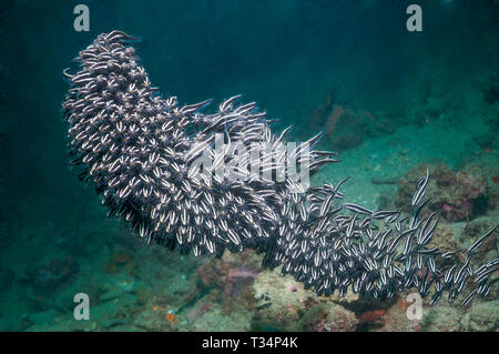 Gesäumt von Wels [Plutosus lineatus] in dichten Schule. Papua Neu Guinea. Indo-West Pazifik. Stockfoto