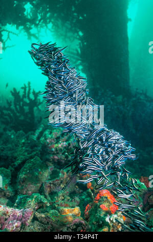 Gesäumt von Wels [Plutosus lineatus] in dichten Schule. Papua Neu Guinea. Indo-West Pazifik. Stockfoto