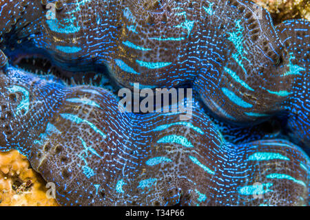Detail eines clam Mantel [Tridacna sp]. Indonesien, indo-west Pazifik. Stockfoto