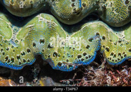 Detail eines clam Mantel [Tridacna sp]. Indonesien, indo-west Pazifik. Stockfoto