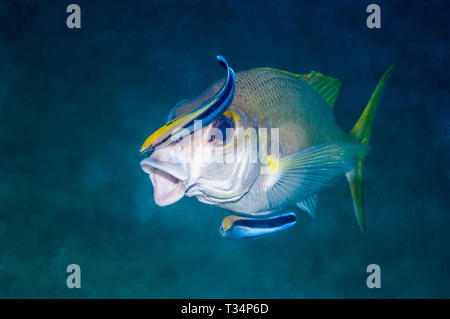 Bluestreak cleaner Lippfische Reinigung ein Snapper. Komodo National Park, Indonesia. Stockfoto