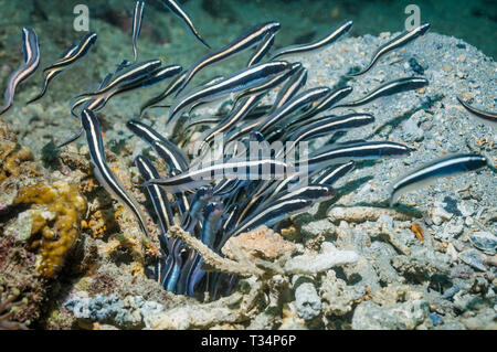Überführen blenny [Pholidichthys mackinnoni] Jugendliche aus graben. Papua-neuguinea Stockfoto