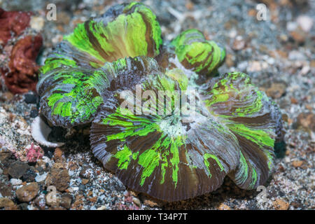 Open brain Coral (Trachyphyllia geoffroyi). Lembeh Strait, Nord Sulawesi, Indonesien. Stockfoto