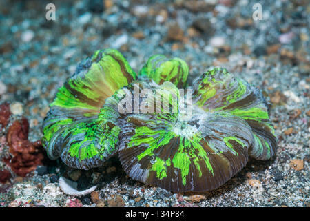 Open brain Coral (Trachyphyllia geoffroyi). Lembeh Strait, Nord Sulawesi, Indonesien. Stockfoto