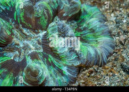 Open brain Coral (Trachyphyllia geoffroyi). Lembeh Strait, Nord Sulawesi, Indonesien. Stockfoto