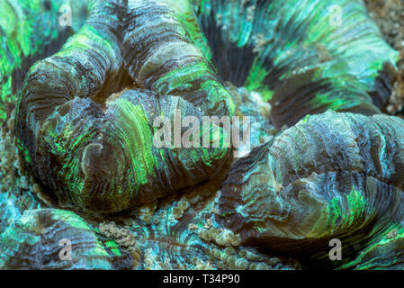 Open brain Coral (Trachyphyllia geoffroyi). Stockfoto