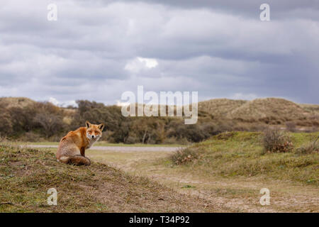 Euraion-Rotfuchs (Vulpes Vulpes). Porträt. Zandvoort. Niederlande. Europa/ Stockfoto