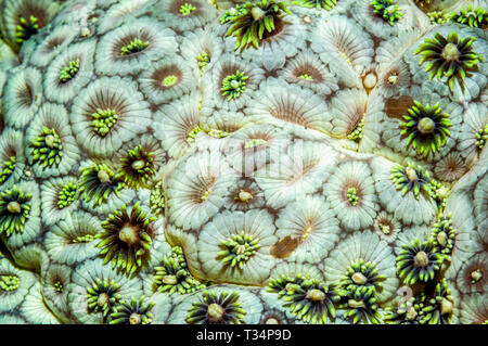 Blumentopf Coral [Goniopera Arten]. Große Polypen stony Coral, mit Polypen teilweise eingefahren. Nord Sulawesi, Indonesien. Indo-West Pazifik. Stockfoto