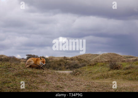 Euraion-Rotfuchs (Vulpes Vulpes). Porträt. Zandvoort. Niederlande. Europa/ Stockfoto