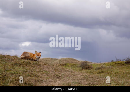 Euraion-Rotfuchs (Vulpes Vulpes). Porträt. Zandvoort. Niederlande. Europa/ Stockfoto