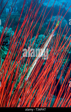 [Chinesische Trompetenfisch Aulostomus chinensis] im Hinterhalt liegen in Whipcoral. Nord Sulawesi, Indonesien. Stockfoto