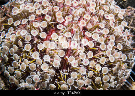 Blüte Seeigel [Toxopneustes pileolus], zeigt die venemous pedicillariae]. Nord Sulawesi, Indonesien. Indo-West Pazifik. Stockfoto