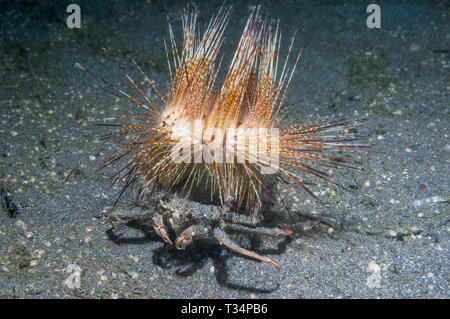 Seeigel Krabbe [Dorippe frascone] eine Fire urchin [Astropyge radiata] als Schutz von Raubtieren. Lembeh Strait, Nord Sulawesi, Indonesien. Stockfoto